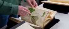 A visitor pages through a volume of Curtis' Botanical Magazine